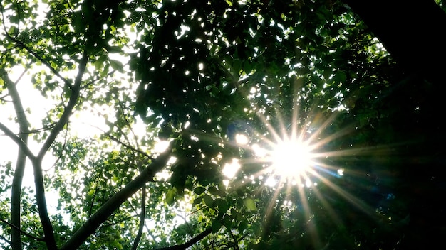 Zonneschijn