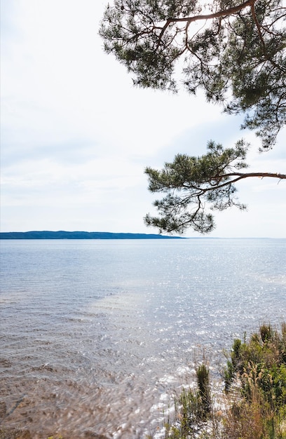 zonneschijngroene dennenboom rustig