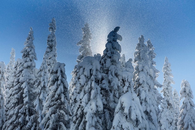 Zonnestralen breken door het vuren dichte winterbos tegen de achtergrond van de blauwe kristalhemel