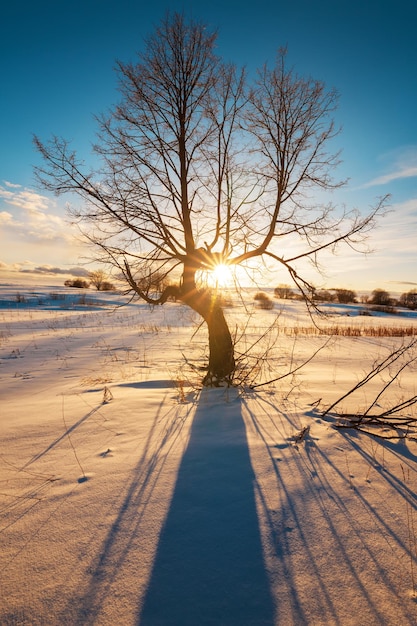 Zonnestralen die door de boom breken in het winterveld, rechte blauwe schaduwen op een glad sneeuwoppervlak.