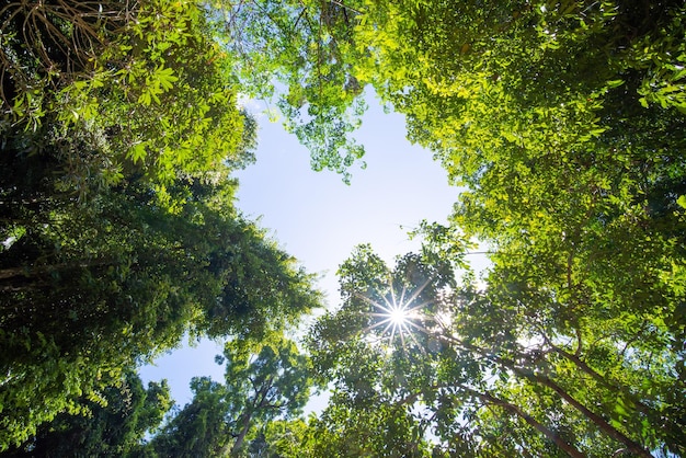 Zonnestralen door de bomen