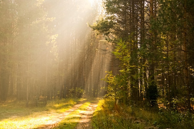 Zonnestralen door de bomen