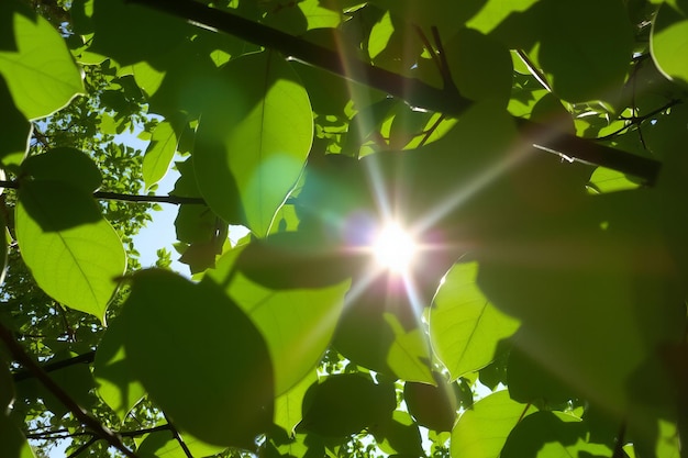 Zonnestralen door groene bladeren