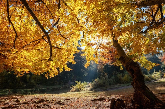 Zonnestralen door herfstbomen Natuurlijk herfstlandschap in het bos Herfstbos en zon als achtergrond Herfstbeeld