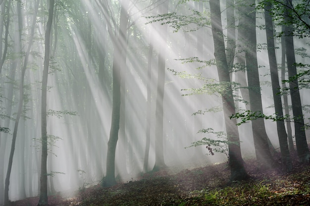 Zonnestralen in het beukenbos. Zonnestralen passeren de ochtend in het loofbos.