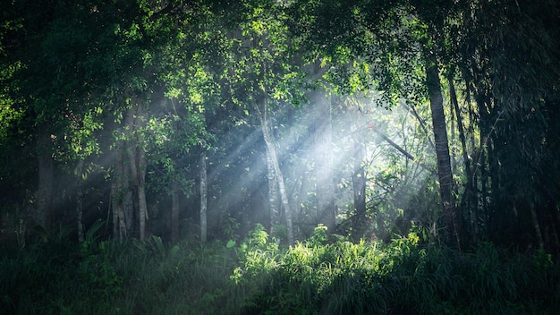 zonnestralen in het bos