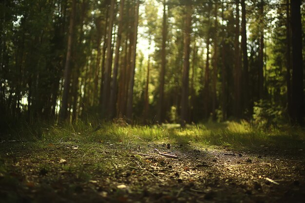 Zonnestralen in naaldbos, abstract landschap zomerbos, prachtige wildernis natuur