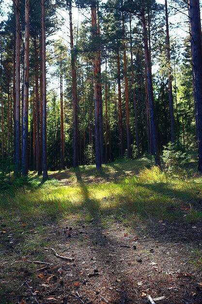 zonnestralen in naaldbos, abstract landschap zomerbos, prachtige wildernis natuur