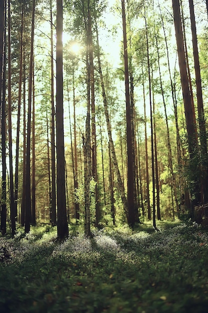 zonnestralen in naaldbos, abstract landschap zomerbos, prachtige wildernis natuur