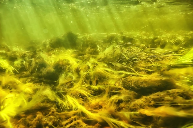 zonnestralen onder water landschap, zeegezicht zoet water rivier duiken