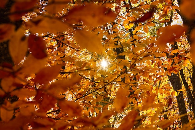 Zonnestralen oranje gebladerte