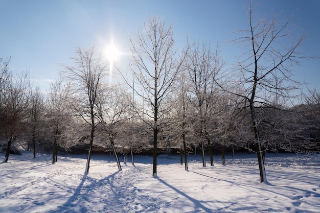 Zonnestralen passeren takken in prachtige romantische besneeuwde landschap bomen schaduwen op grond zonnige winterdag weersvoorspelling besneeuwde kerst concept