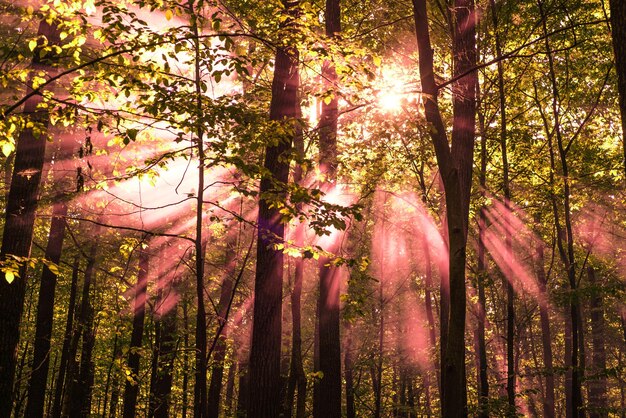 Zonnestralen schijnen door de bomen in de herfst