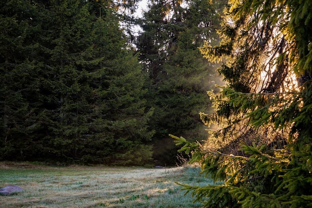 Zonnestralen schijnen door takken van sparren en door stuifmeel van die sparren boven gras