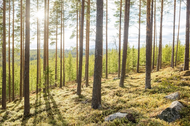 Zonnestralen vallen op het veld door boomstammen in het bos.