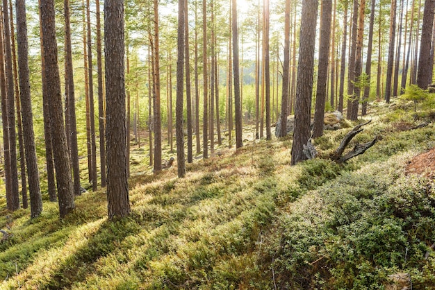 Zonnestraling door boomstammen op het veld in het bos