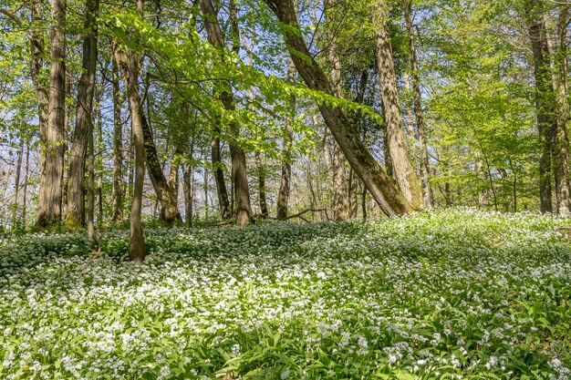 Zonnig boslandschap met ramsons