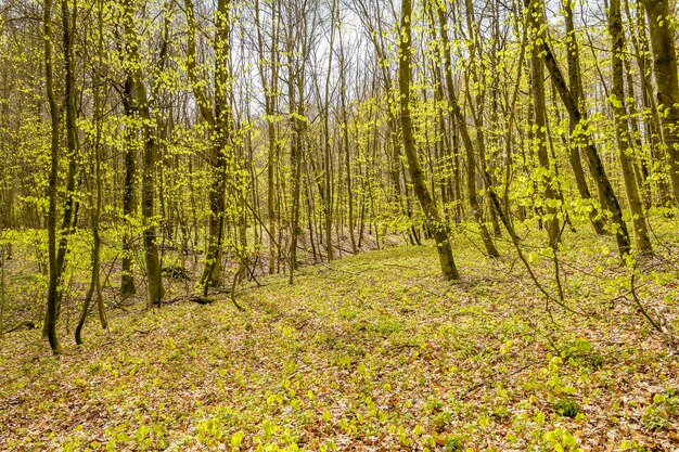 Zonnig boslandschap