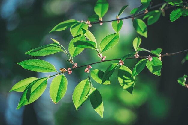 Zonnig groen blad