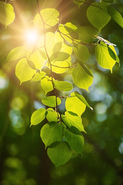 Zonnig groen blad