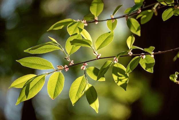 Zonnig groen blad