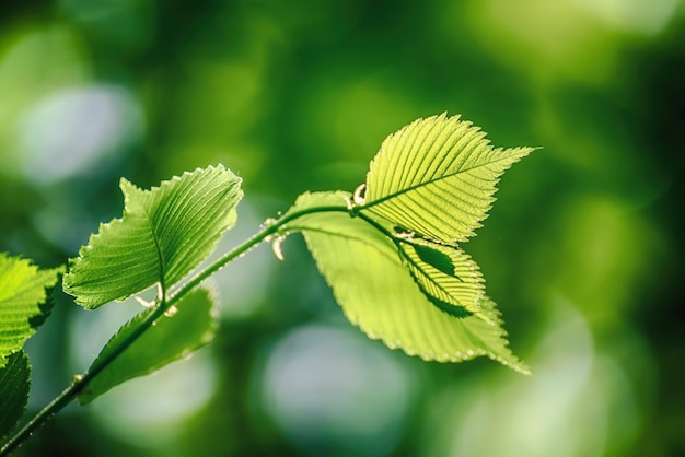 Zonnig groen blad