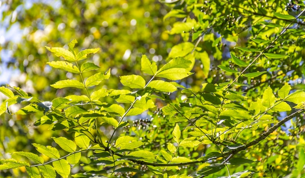 zonnig groene bladeren