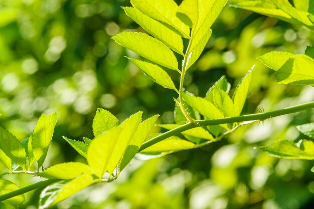 zonnig groene bladeren