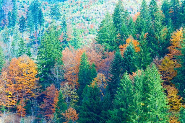 Zonnig herfst bergbos (op berghelling). (Karpaten, Oekraïne).