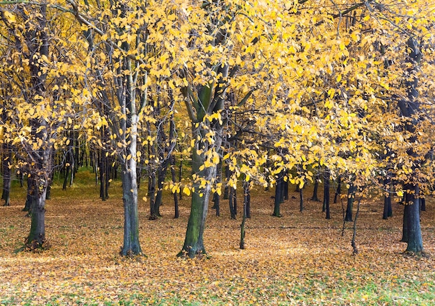 Zonnig herfst bergbos (op berghelling)