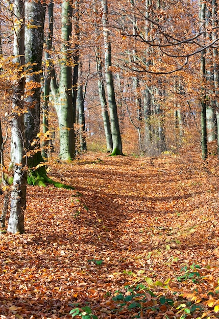 Zonnig herfst bergbos (op berghelling)