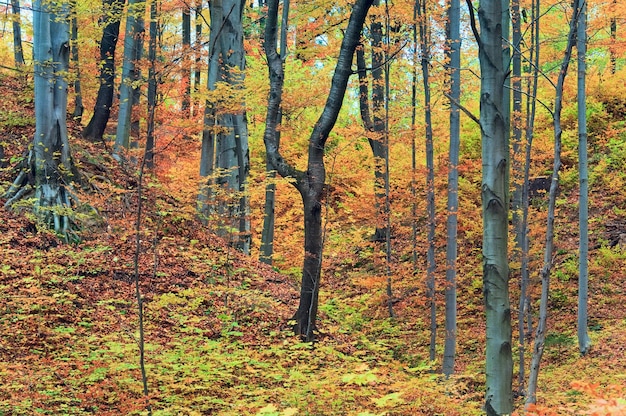 Zonnig herfst bergbos (op berghelling)