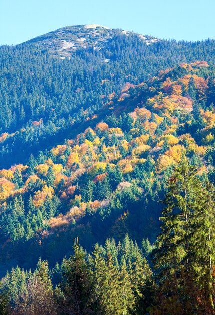 Zonnig herfst bergbos