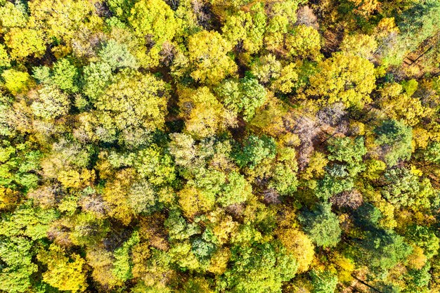 Zonnig kleurrijk herfstbos als natuurachtergrond. Luchtfoto van de drone.