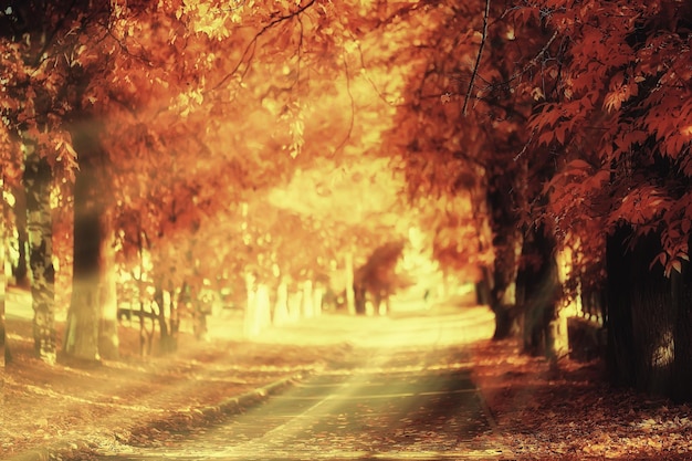 Zonnig landschap in herfstpark, herfstseizoen achtergrond oranje park