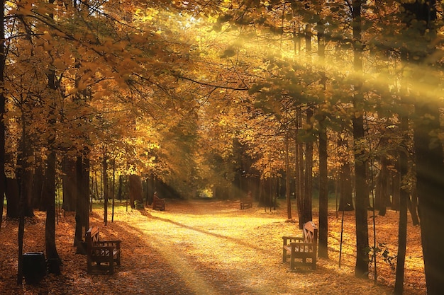 Zonnig landschap in herfstpark, herfstseizoen achtergrond oranje park