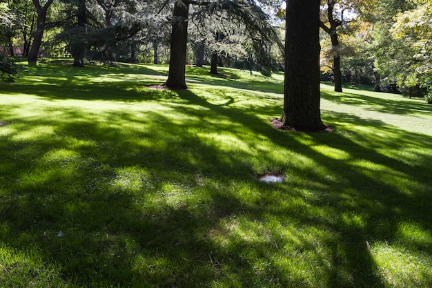 zonnig, mooi park met lommerrijke bomen