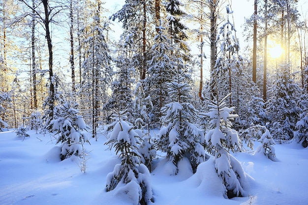 zonnig uitzicht in de winter bos, zon landschap natuur