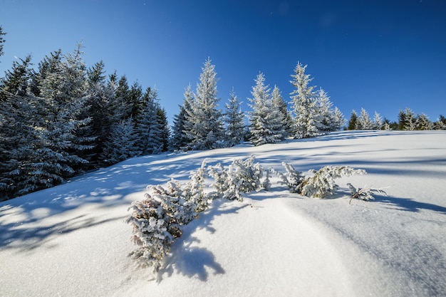 Zonnig winterbos en blauwe lucht, mooie dag