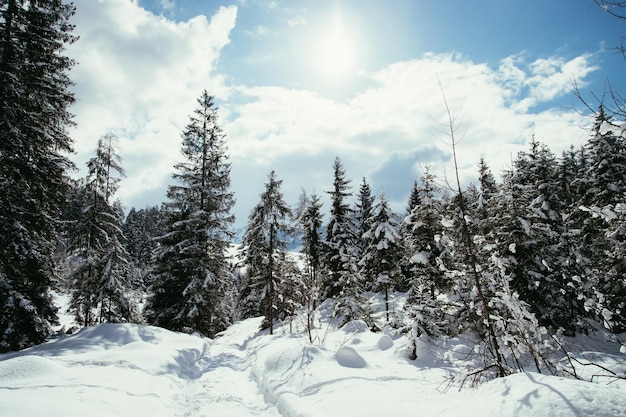 Zonnig winterlandschap in de natuur Voetpad besneeuwde bomen zonneschijn en blauwe lucht