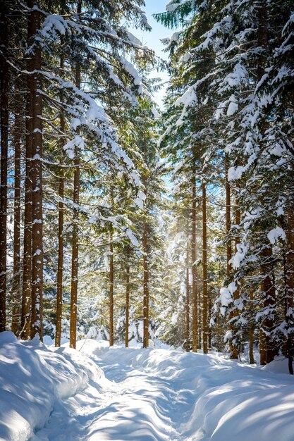 Zonnig winterlandschap in de natuur Voetpad en besneeuwde bomen Sneeuw valt naar beneden