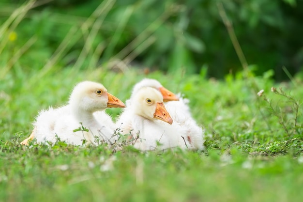 Zonnig zomerlandschap met gedomesticeerde ganzen op weide Ganzen grazen op groen gras