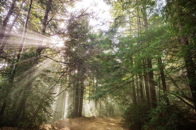 Zonnige balken in het bos bij zonsondergang