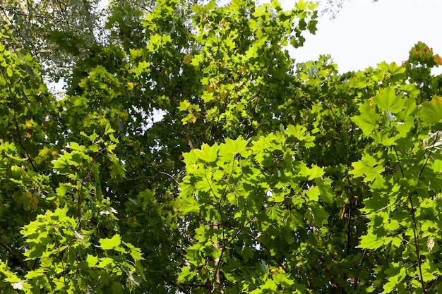 zonnige boomtakken close-up