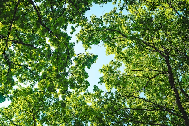 Zonnige dag bomen en lucht