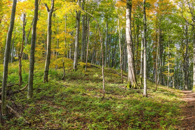 Zonnige dag in de herfstbos