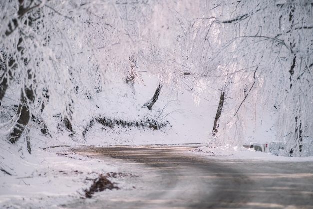 Zonnige dag in het besneeuwde bos