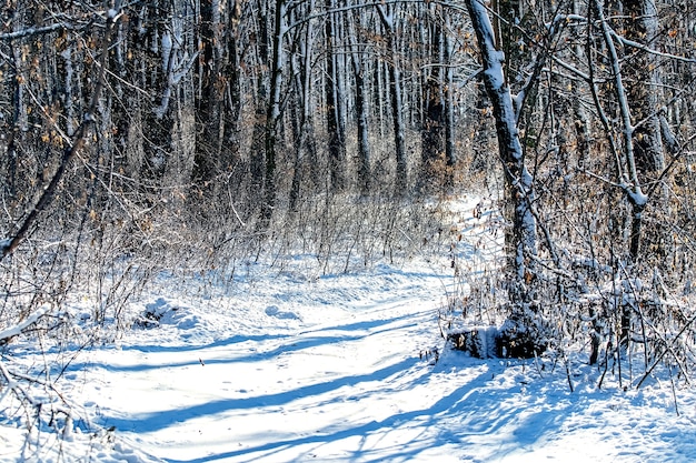 Zonnige dag in het winterbos met schaduwen van de bomen in de sneeuw