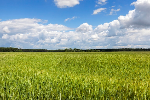 Zonnige dag op een tarweveld overdag. Landschap met blauwe lucht en wolken