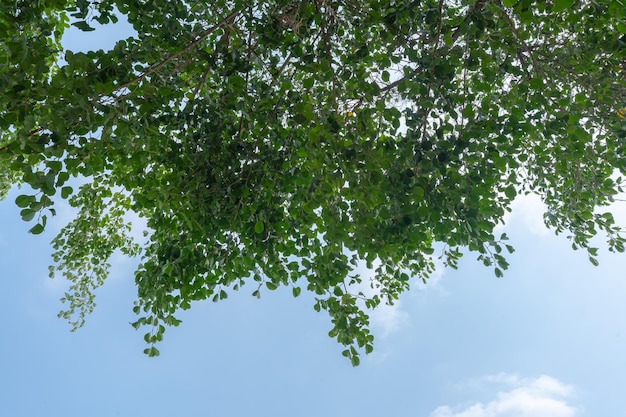Foto zonnige groene bladeren midden in de lucht een tapijt van de natuur
